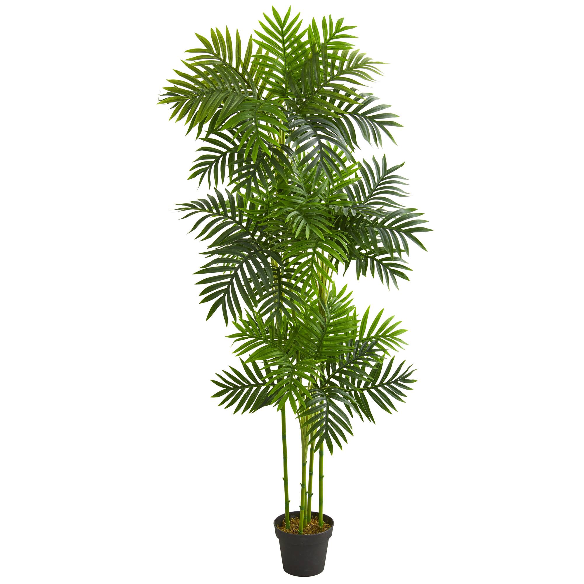 6ft. Potted Phoenix Palm Tree